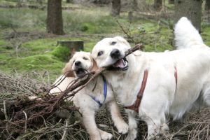 Hundevortrag Webseite