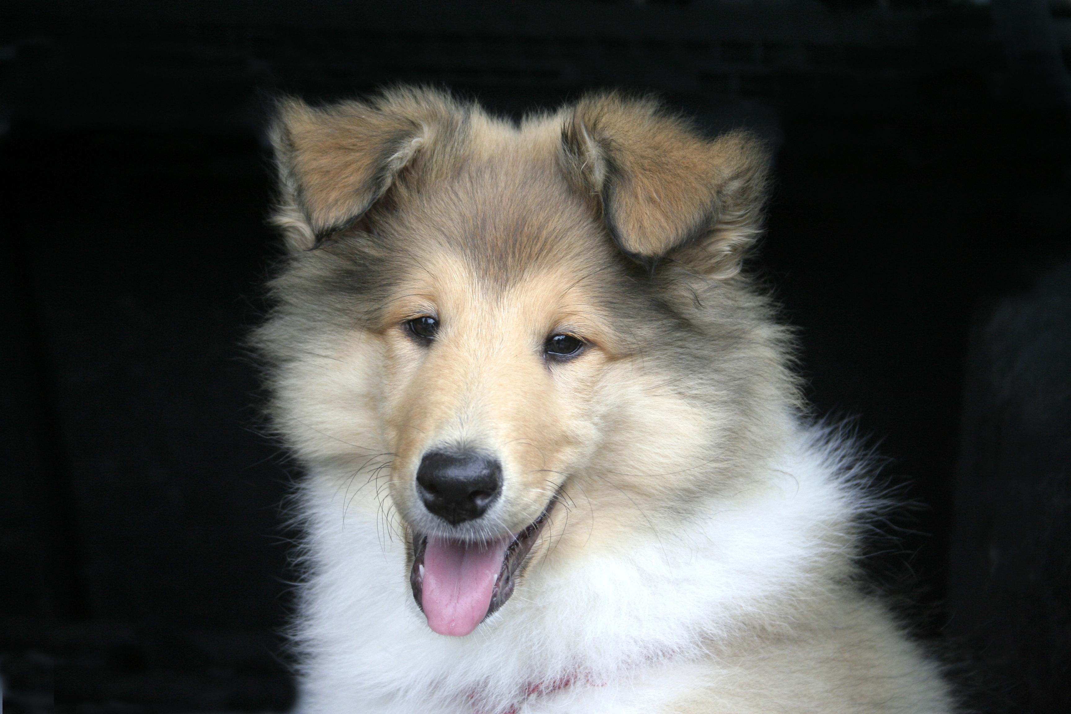 Welpenerziehung Gerd Khler 01