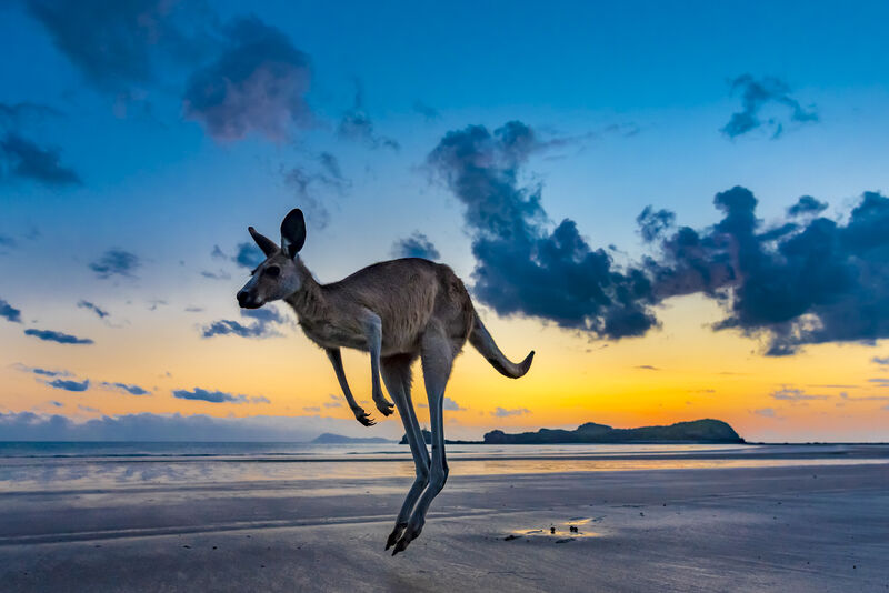 Foto Känguru am Strand, Cape Hillsborough, Queensland, Australien