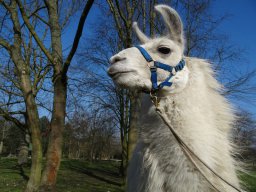 phoca thumb m prachtlamas lamawanderungen lama dancer dsc01571