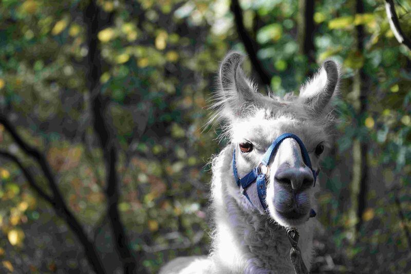 phoca thumb m prachtlamas lamawanderungen lama dancer dsc01571