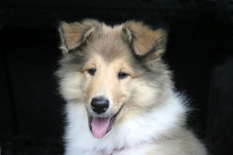 welpenerziehung gerd köhler 01