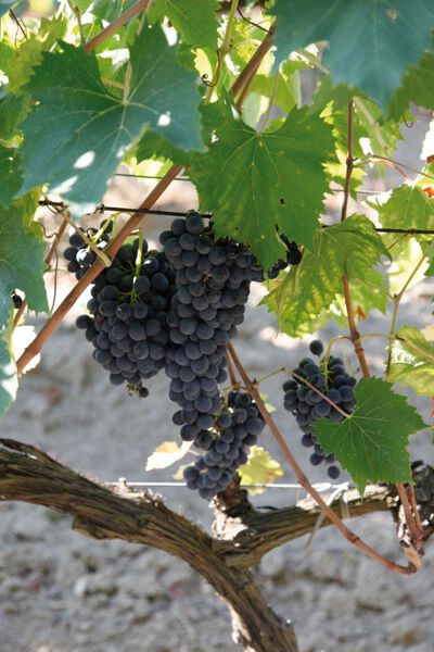 weinrebe c martin volmer