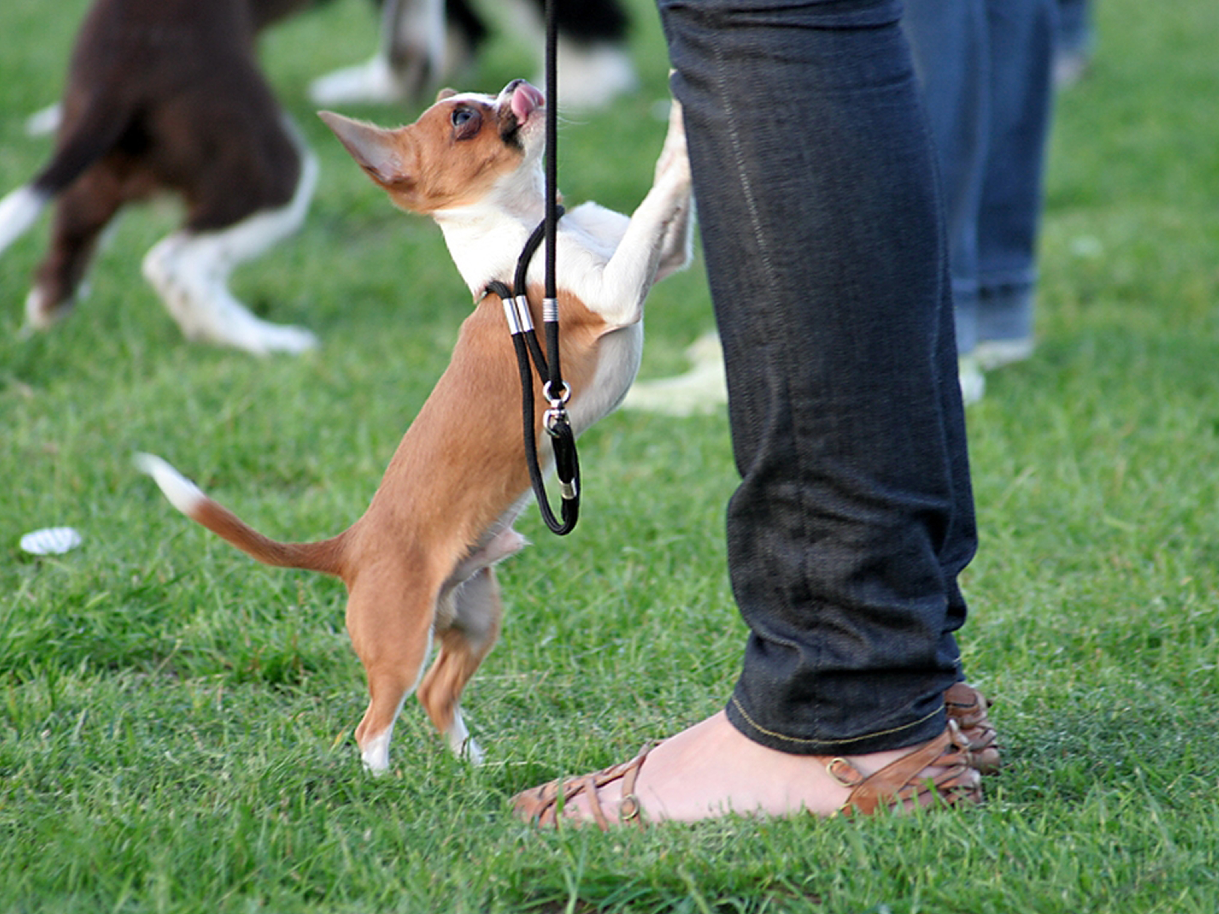 wenn mein hund mir etwas sagen möchte 03
